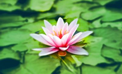 Healthy Connections 4 Life Kerry Duncan Lotusflower Meditation